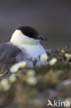 Kleinste Jager (Stercorarius longicaudus)