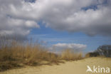 Nationaal Park Loonse en Drunense Duinen