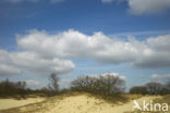 Nationaal Park Loonse en Drunense Duinen