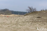 Nationaal Park Loonse en Drunense Duinen