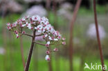 Schildblad (Darmera peltata)