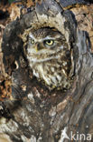 Steenuil (Athene noctua) 