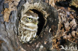 Steenuil (Athene noctua) 