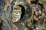 Steenuil (Athene noctua) 