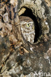 Steenuil (Athene noctua) 