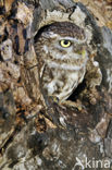 Steenuil (Athene noctua) 