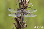 Viervlek (Libellula quadrimaculata)