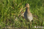 Watersnip (Gallinago gallinago) 