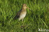 Watersnip (Gallinago gallinago) 