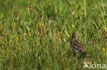 Watersnip (Gallinago gallinago) 