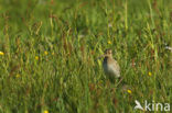 Watersnip (Gallinago gallinago) 