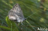 Wikkeblauwtje (Polyommatus amandus)