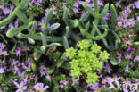 Zeevenkel (Crithmum maritimum) 