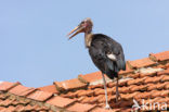 Afrikaanse Maraboe (Leptoptilos crumeniferus)