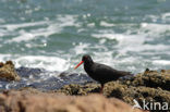 Afrikaanse Zwarte Scholekster (Haematopus moquini) 