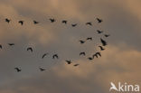 Brandgans (Branta leucopsis)