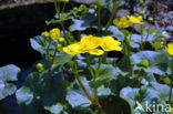 Dotterbloem (Caltha palustris)