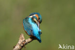 IJsvogel (Alcedo atthis)