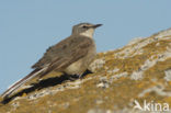 Kaapse Kwikstaart (Motacilla capensis)