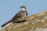 Kaapse Kwikstaart (Motacilla capensis)