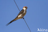 Kaapse Zwaluw (Hirundo cucullata)