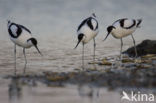 Pied Avocet (Recurvirostra avosetta)