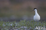 Pied Avocet (Recurvirostra avosetta)