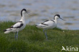 Pied Avocet (Recurvirostra avosetta)