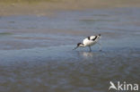 Pied Avocet (Recurvirostra avosetta)