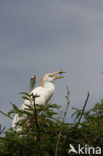 Koereiger (Bubulcus ibis)