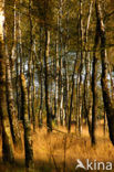 Nationaal Park De Hoge Veluwe