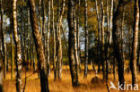 Nationaal Park De Hoge Veluwe