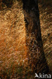 Nationaal Park De Hoge Veluwe