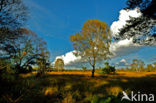 Nationaal Park De Hoge Veluwe