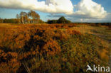 Nationaal Park De Hoge Veluwe