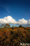 Nationaal Park De Hoge Veluwe