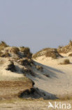 Nationaal Park Duinen van Texel