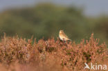 Paapje (Saxicola rubetra) 