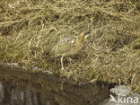 Roerdomp (Botaurus stellaris) 