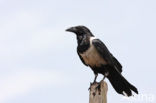 Schildkraai (Corvus albus)