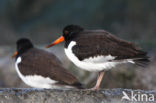 Scholekster (Haematopus ostralegus)