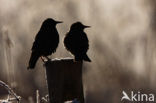 Spreeuw (Sturnus vulgaris)