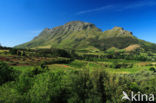 Stellenbosch