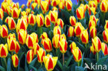 Tulp (Tulipa)