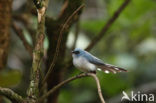 Turkooismonarch (Elminia longicauda)