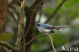 Turkooismonarch (Elminia longicauda)