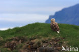 Zeearend (Haliaeetus albicilla)