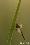 Zwarte heidelibel (Sympetrum danae)