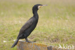 Aalscholver (Phalacrocorax carbo)