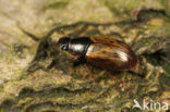 Aphodius obliteratus